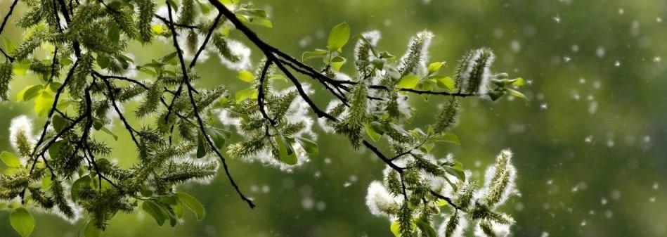 Hypnose Allergie heilen jetzt